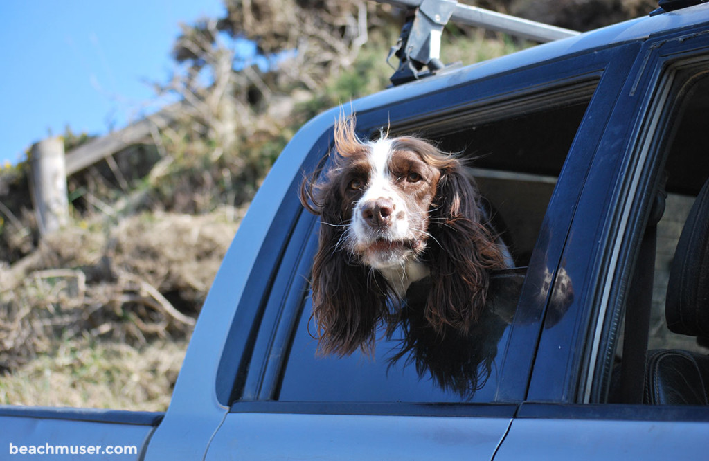 Kynance Cove Dog out of Car Window