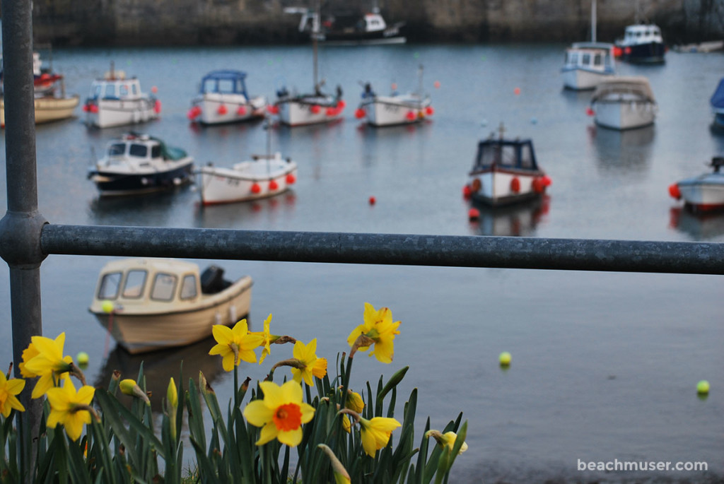 Porthleven Harbour Daffodils and Boats