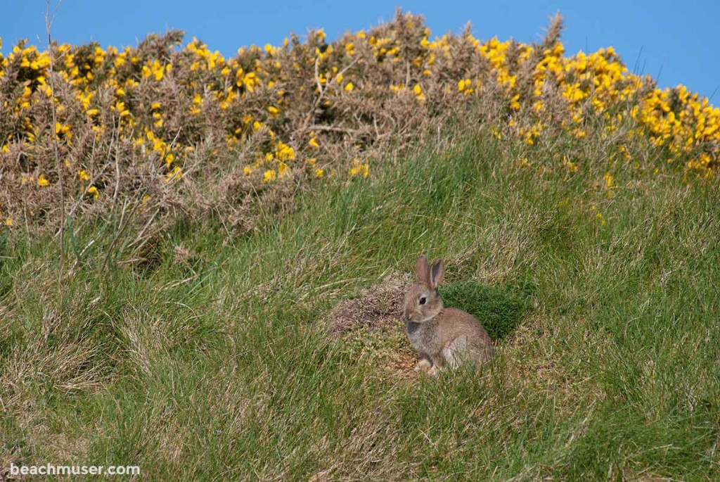 Botallack Bunny Grass