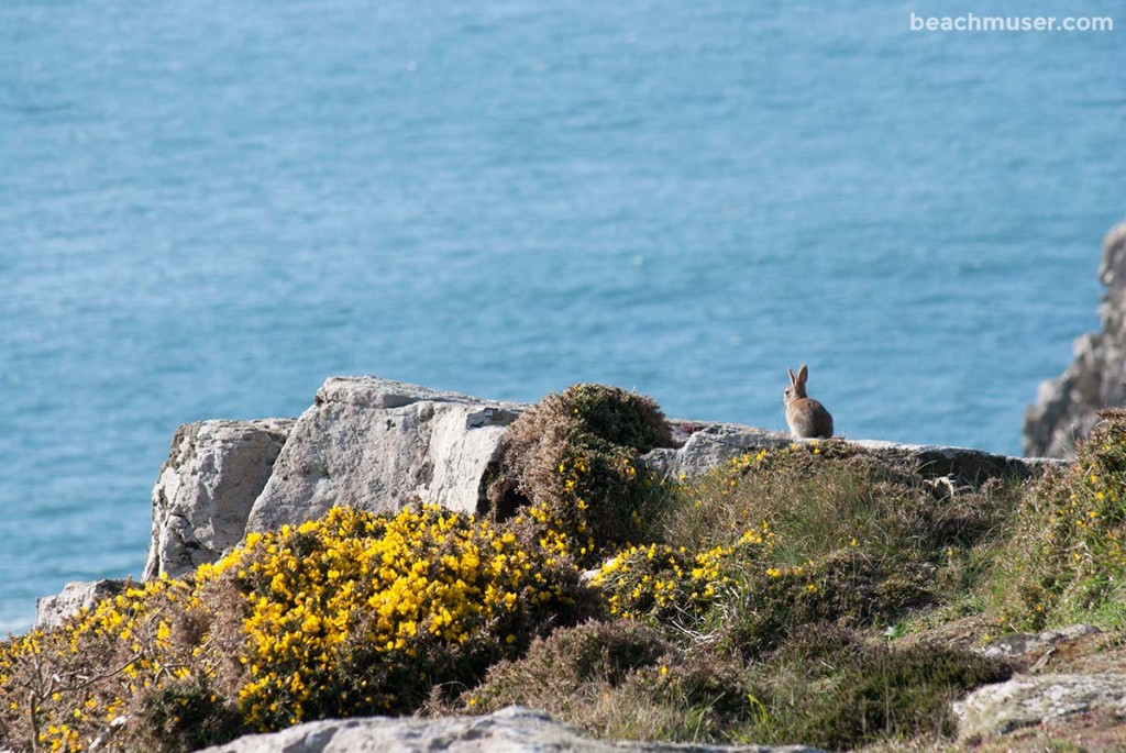 Botallack Dreamy Bunny