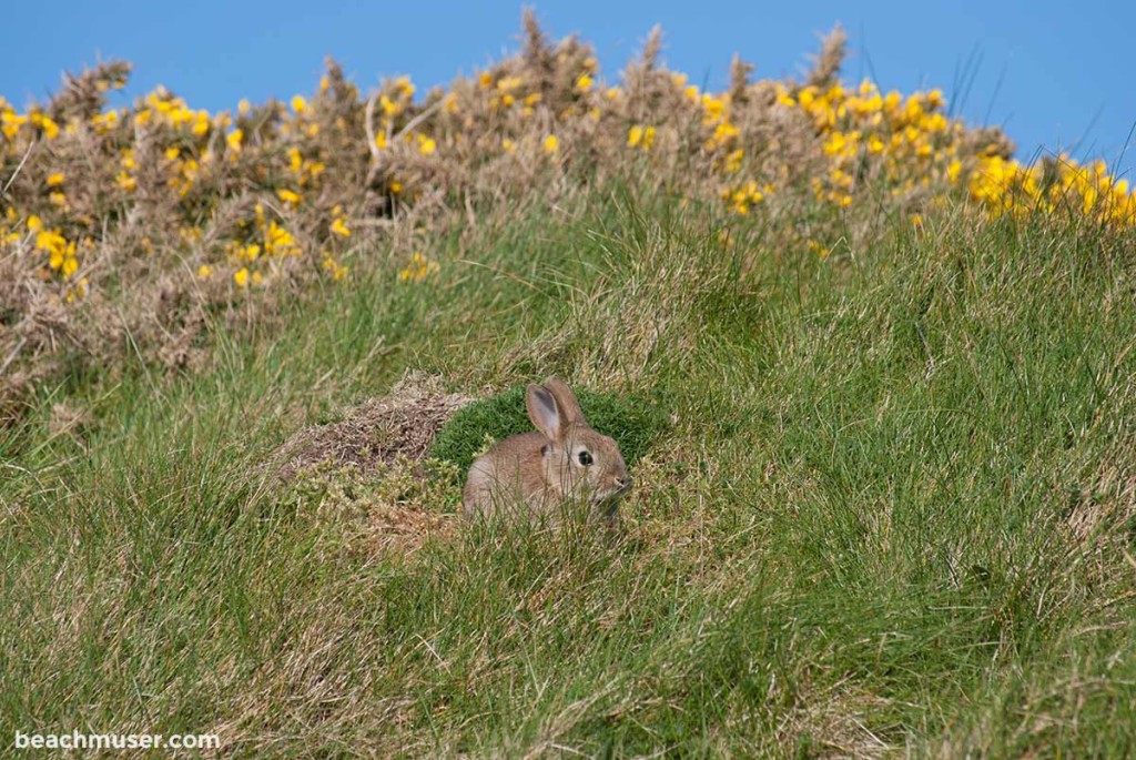 Botallack Hiding Bunny