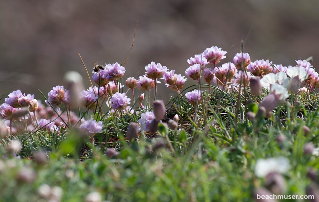 Botallack Pink Flowers Bee