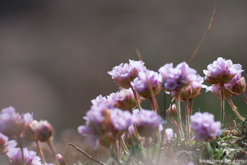 Botallack Pink Flowers