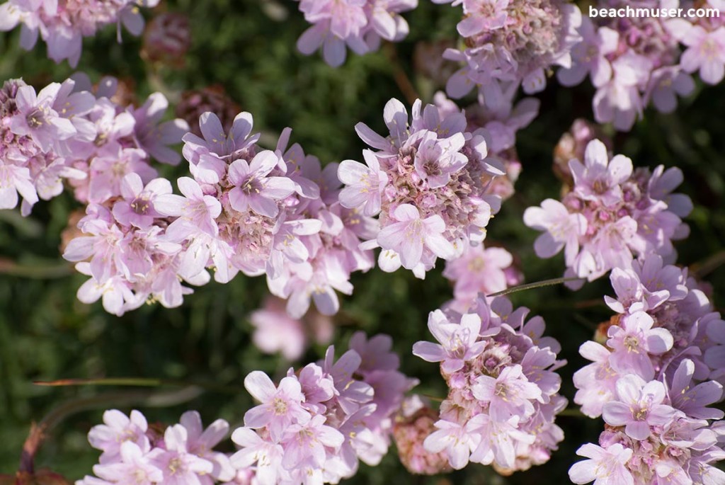 Botallack Pink Flowers