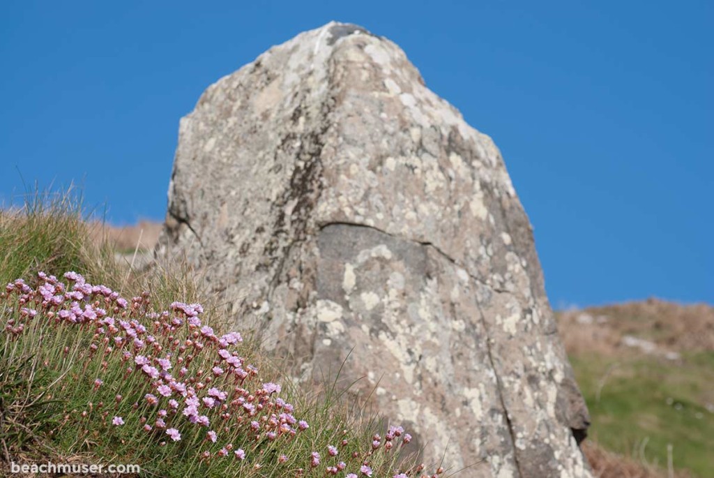 Botallack Pink Flowers