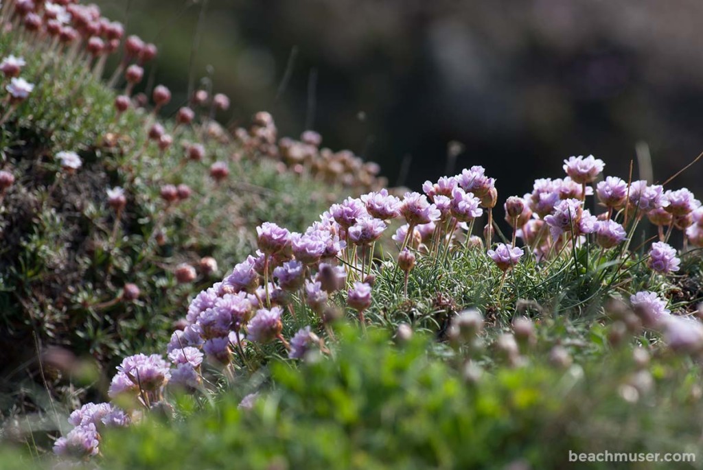 Botallack Pink Flowers Row