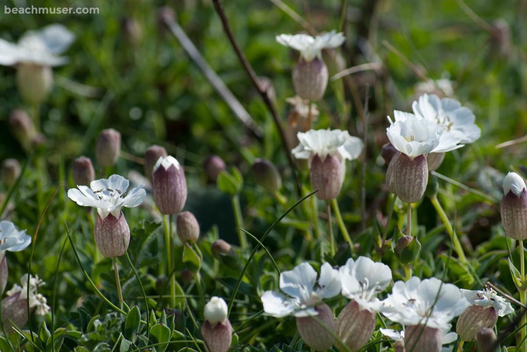 Botallack White Flowers