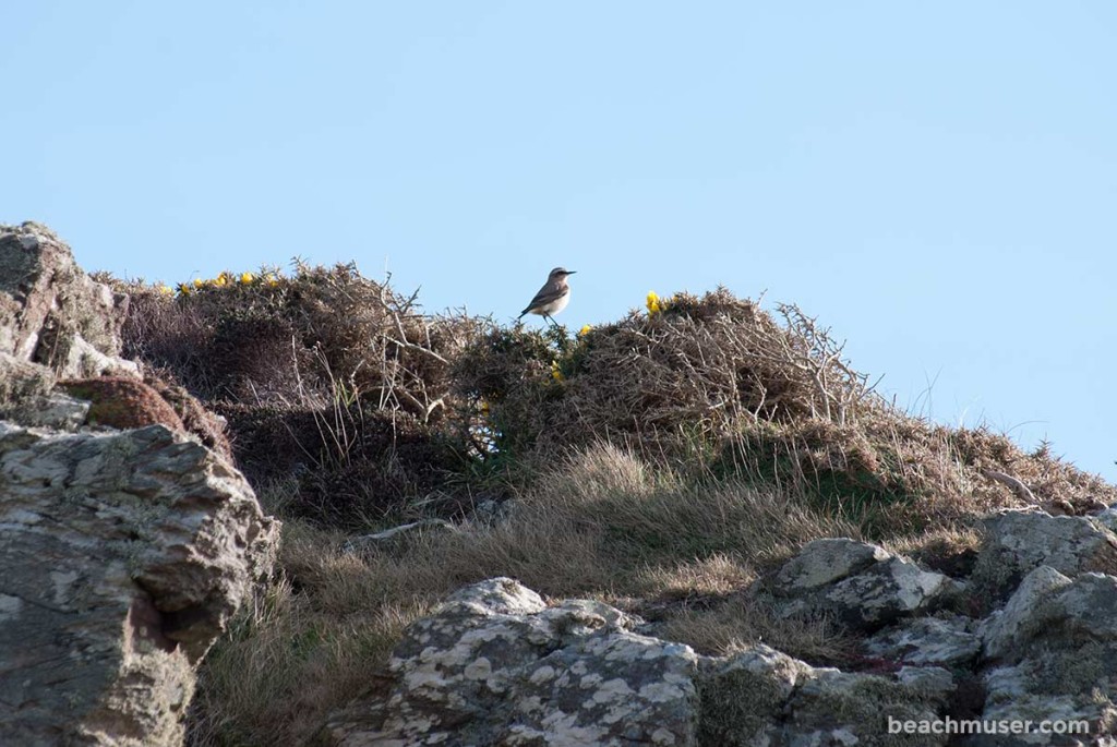 Cape Cornwall Birdie