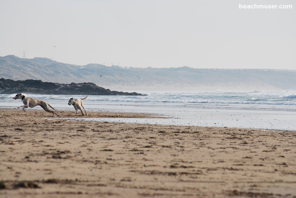 Godrevy Dog Chase