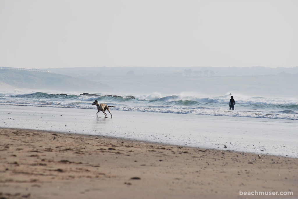 Godrevy Shoreline Dog