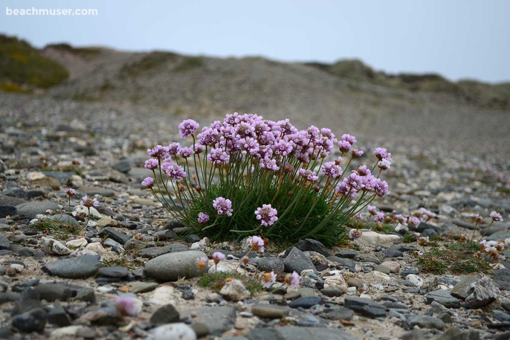 Gwithian Sea Thrift