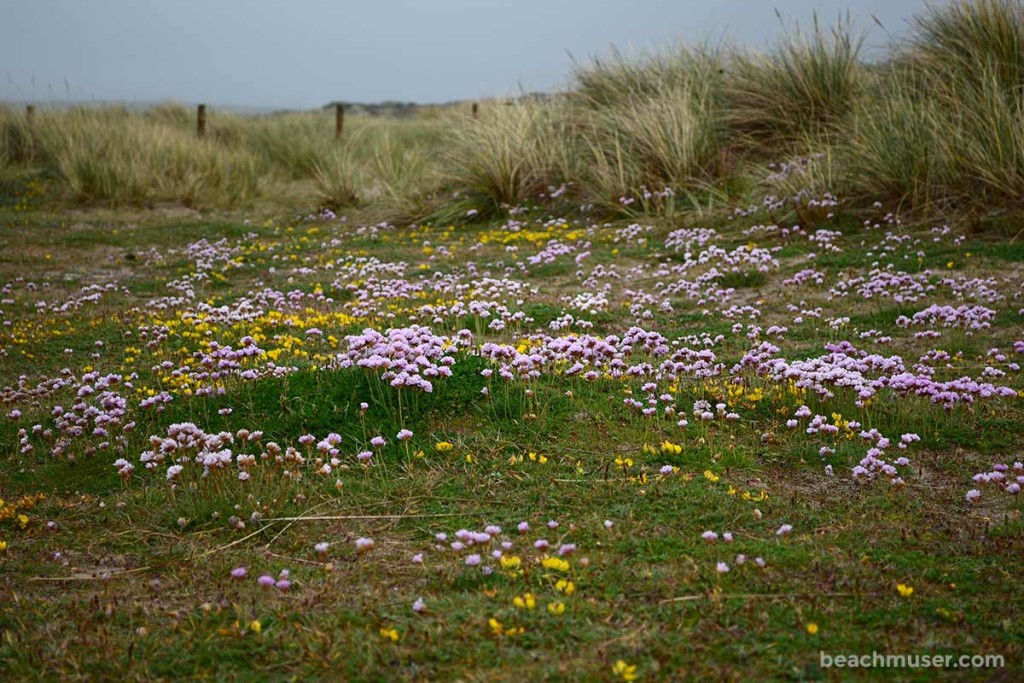 Gwithian Sea Thrift Buttercups