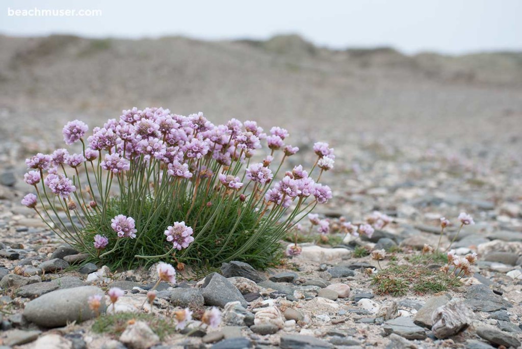 Gwithian Sea Thrift