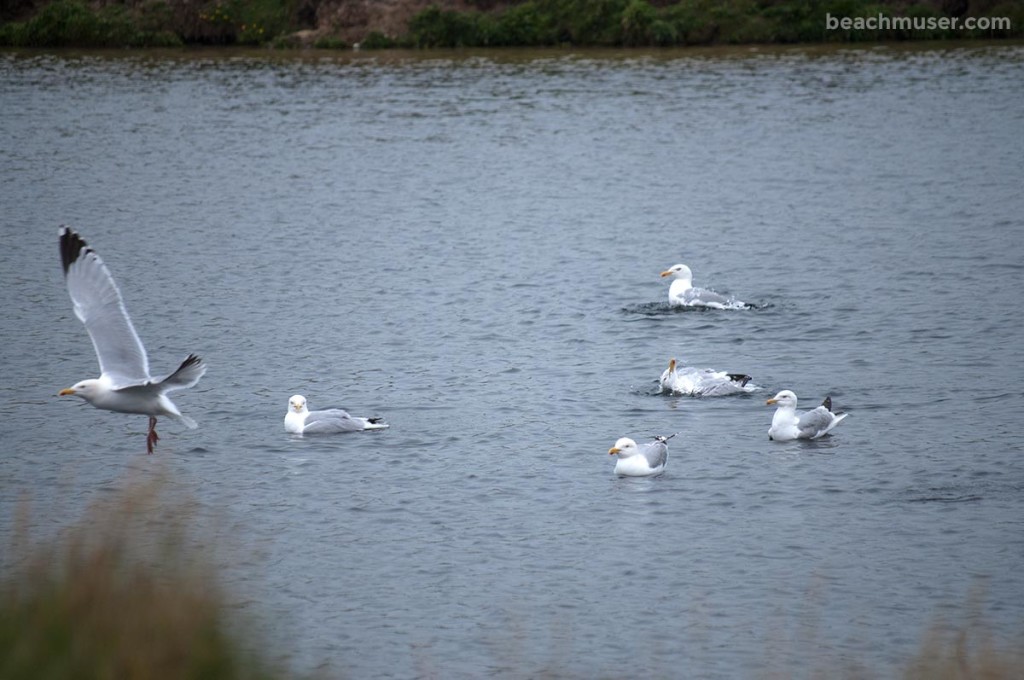 Gwithian Towans Seagulls Bathing