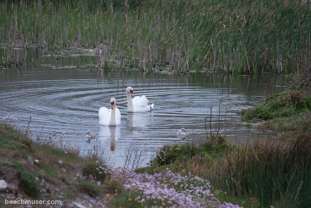 Gwithian Towans Swan Family Reeds