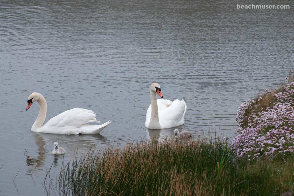 Gwithian Towans Swan Family