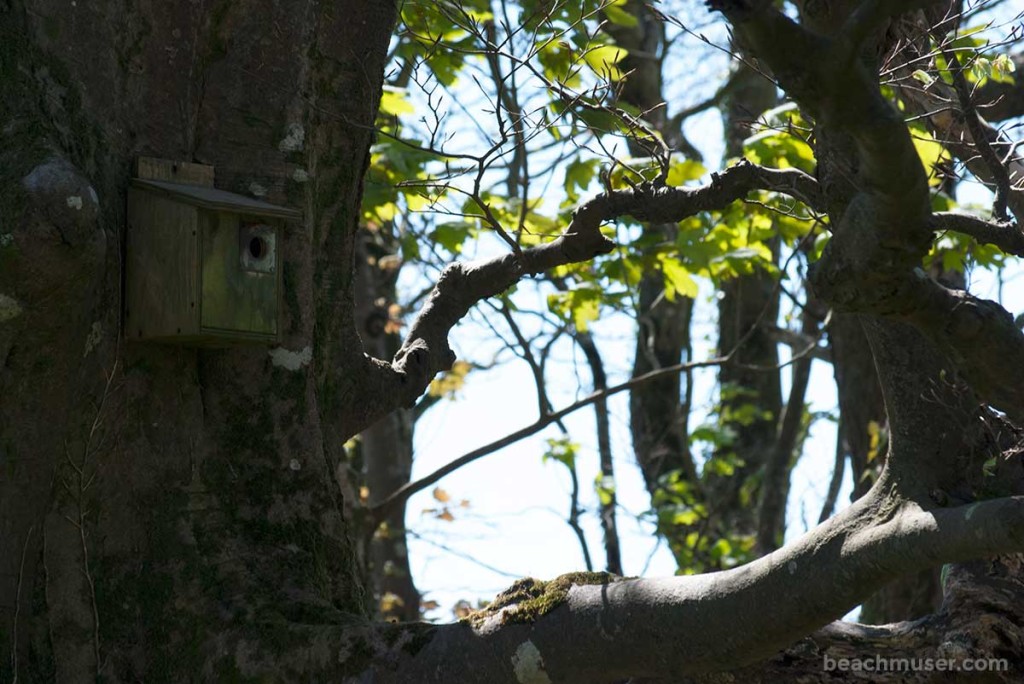 heligan-gardens-bird-box-right-web