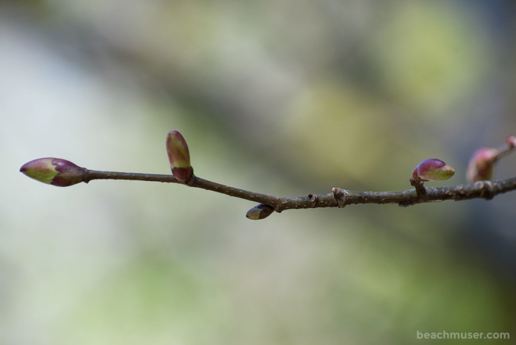 Heligan Gardens Bud Stem