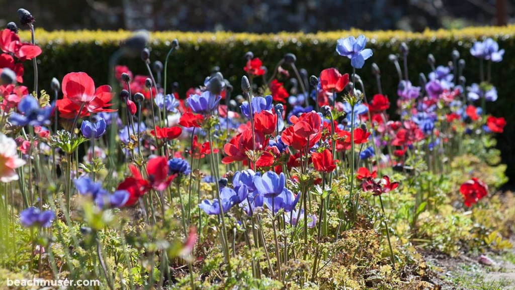 Heligan Gardens Colourful Poppies