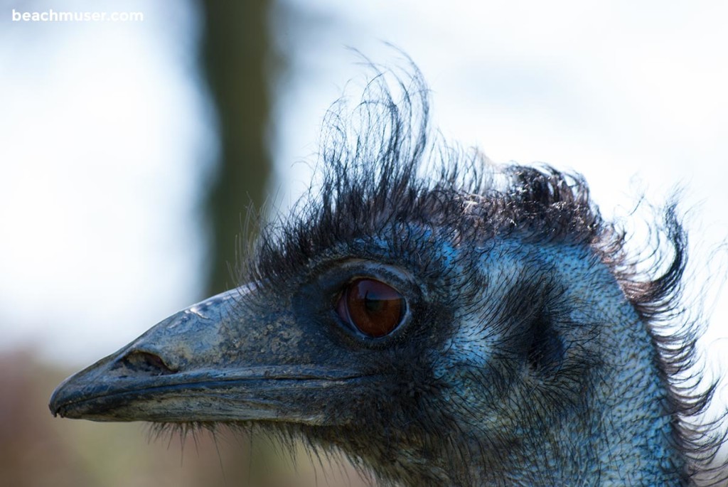 Heligan Gardens Emu