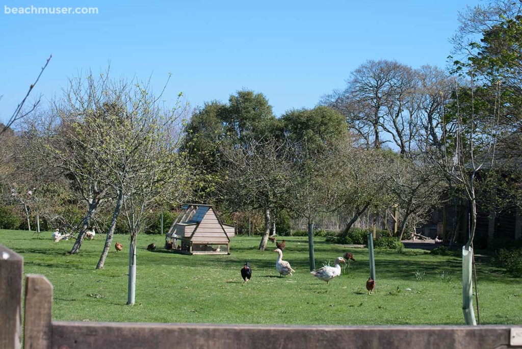 Heligan Gardens Farmyard