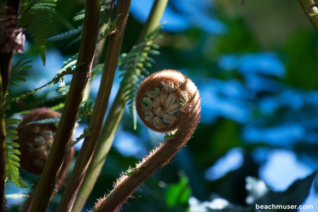 Heligan Gardens Fern Curl