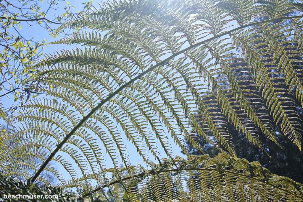 Heligan Gardens Fern Under