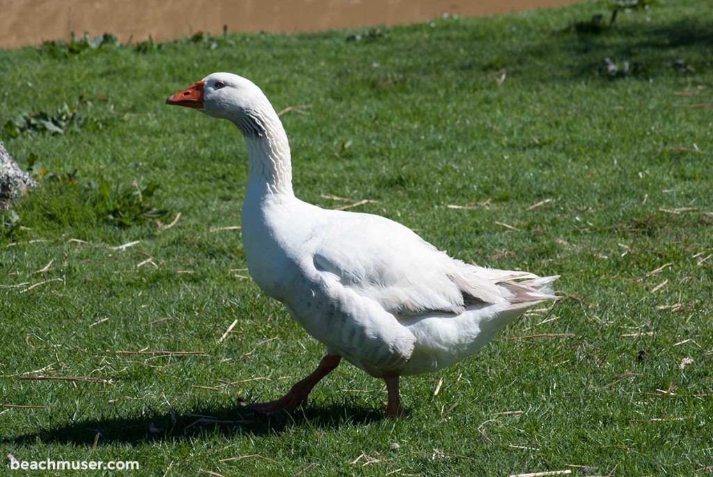 Heligan Gardens Goose