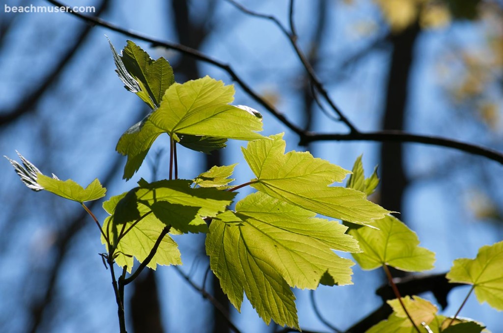 heligan-gardens-leaves-light-blue-web