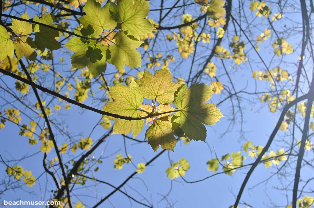 Heligan Gardens Leaves Sunshine