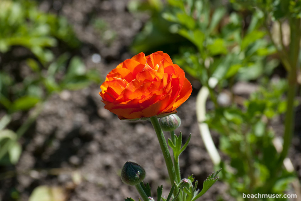Heligan Gardens Orange Poppy