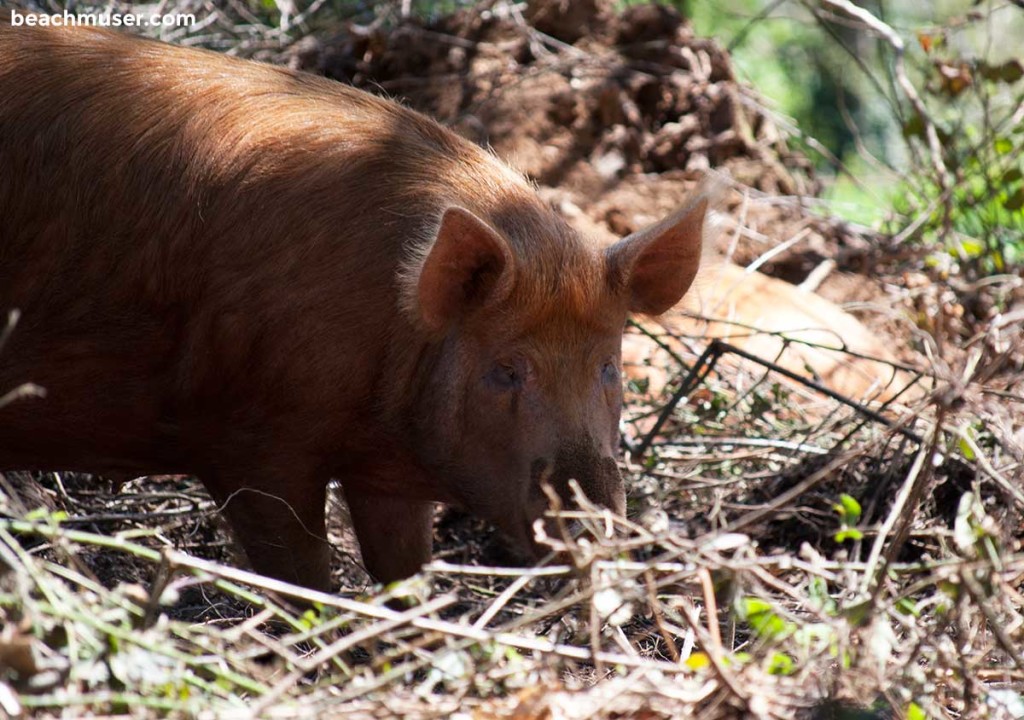 Heligan Gardens Piggy FrontView