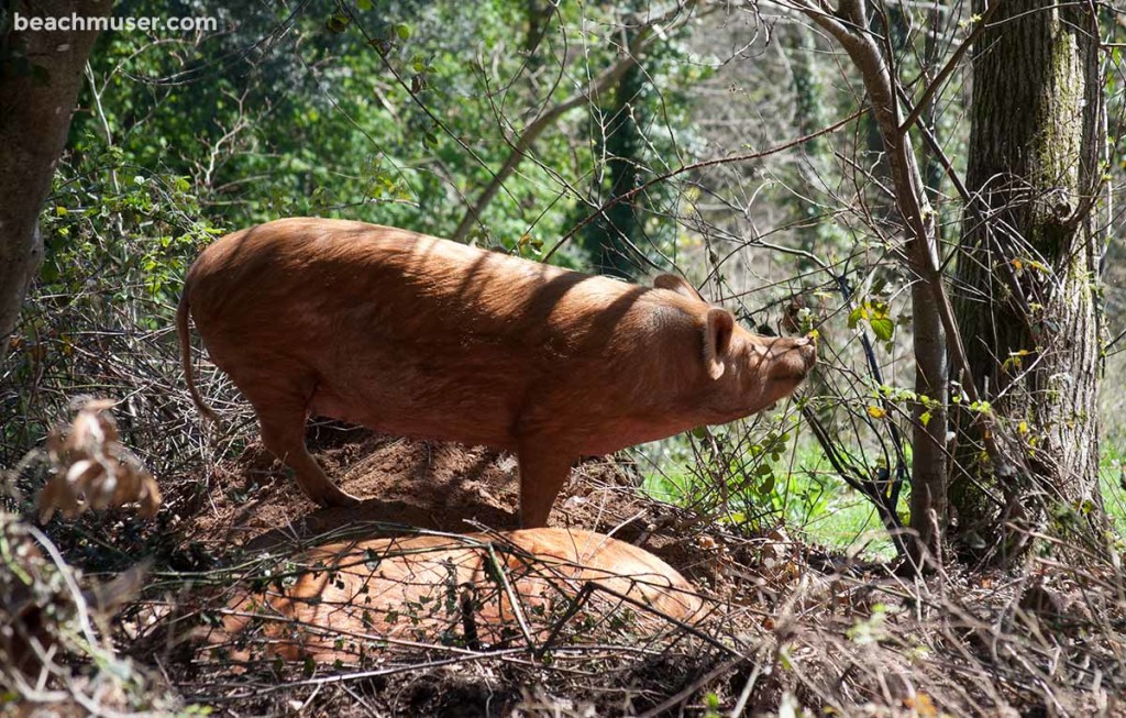 Heligan Gardens Piggy SideView