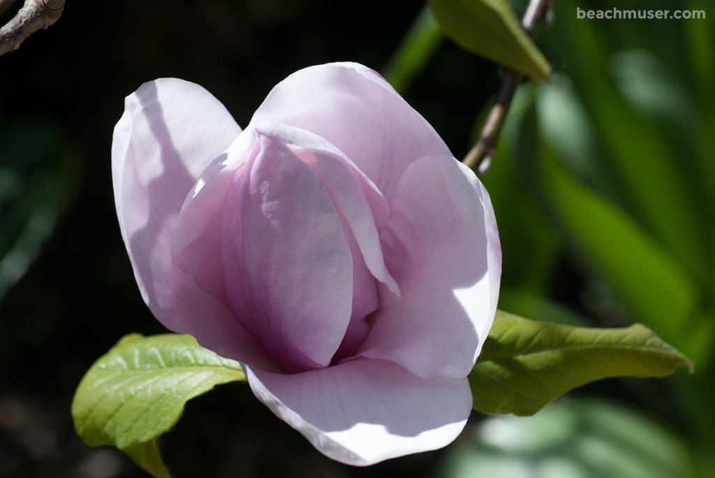 Heligan Gardens Pink Magnolia