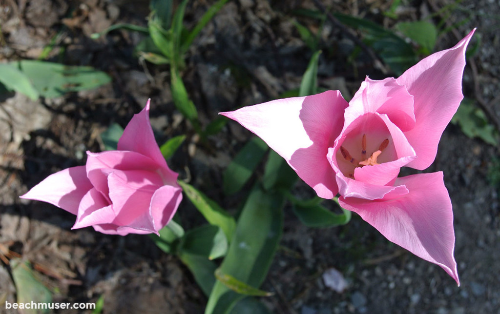 Heligan Gardens Pink Triangle