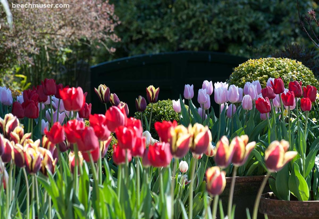 Heligan Gardens Potted Tulips