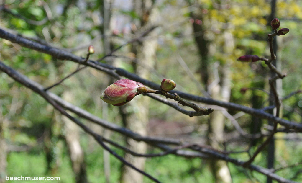 Heligan Gardens red yellow bud