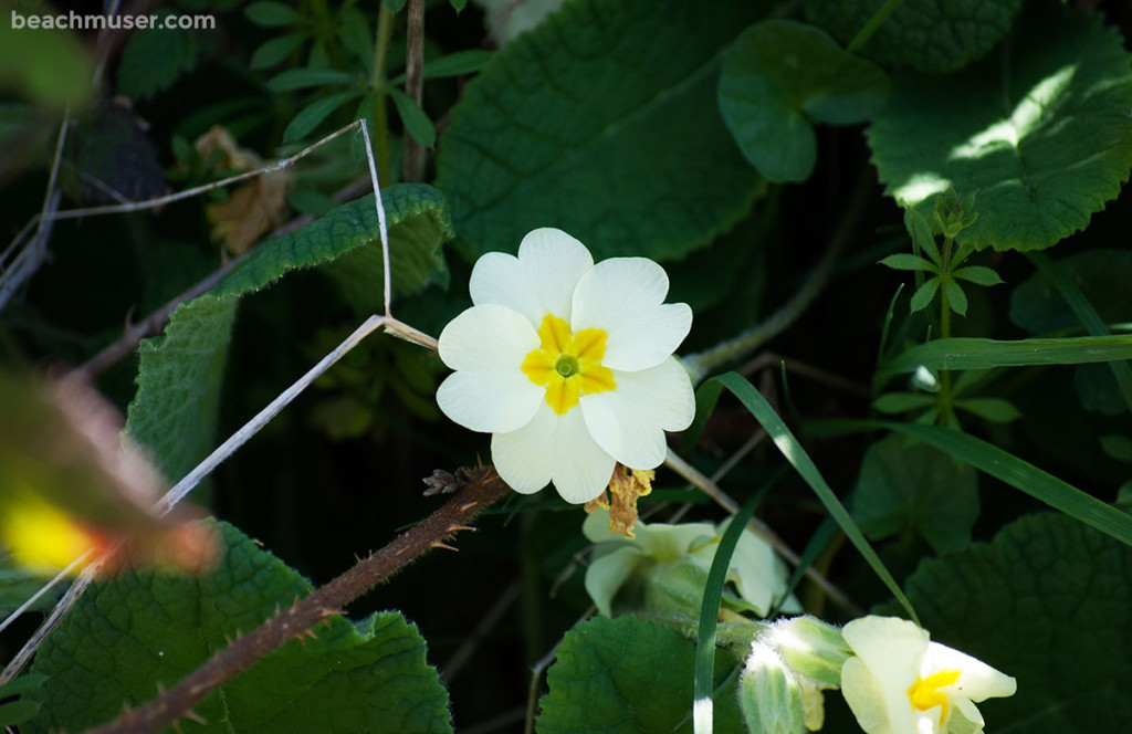 Heligan Gardens Single Primrose