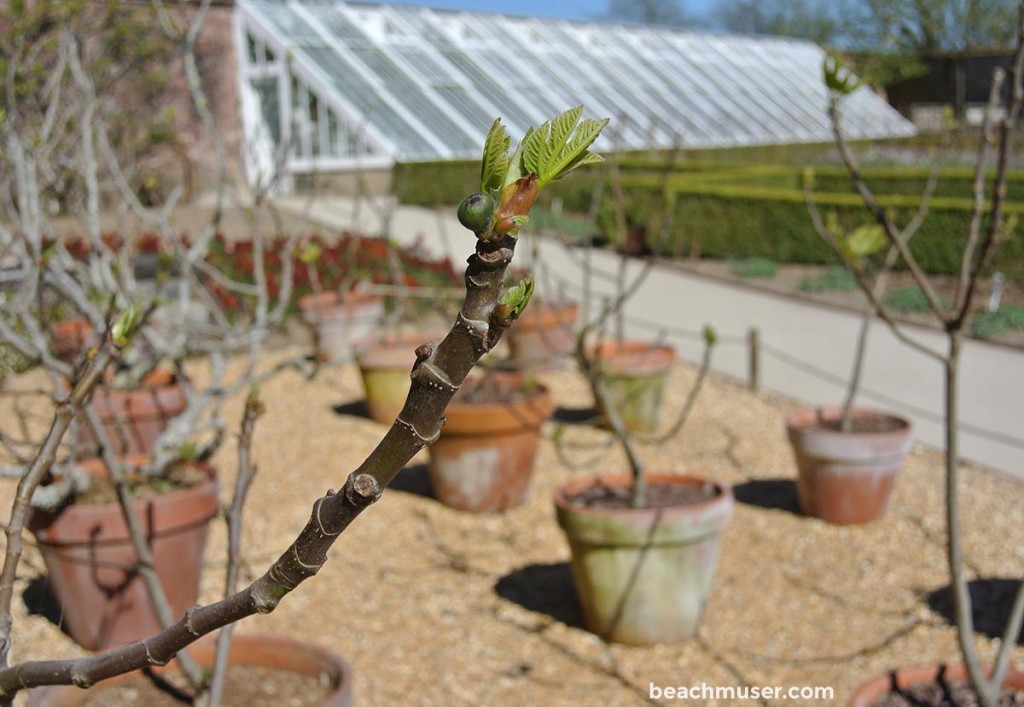 Heligan Gardens Twig Green Buds