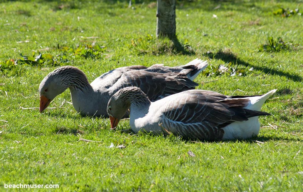 Heligan Gardens two geese