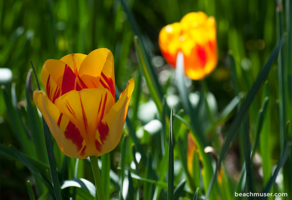 Heligan Gardens Yellow Red Tulips