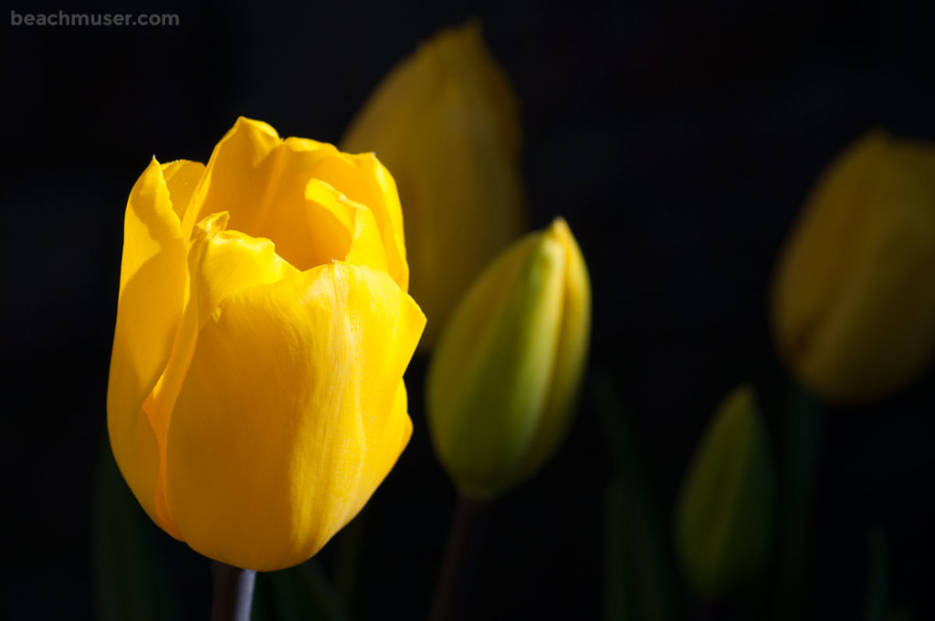 Heligan Gardens Yellow Tulips