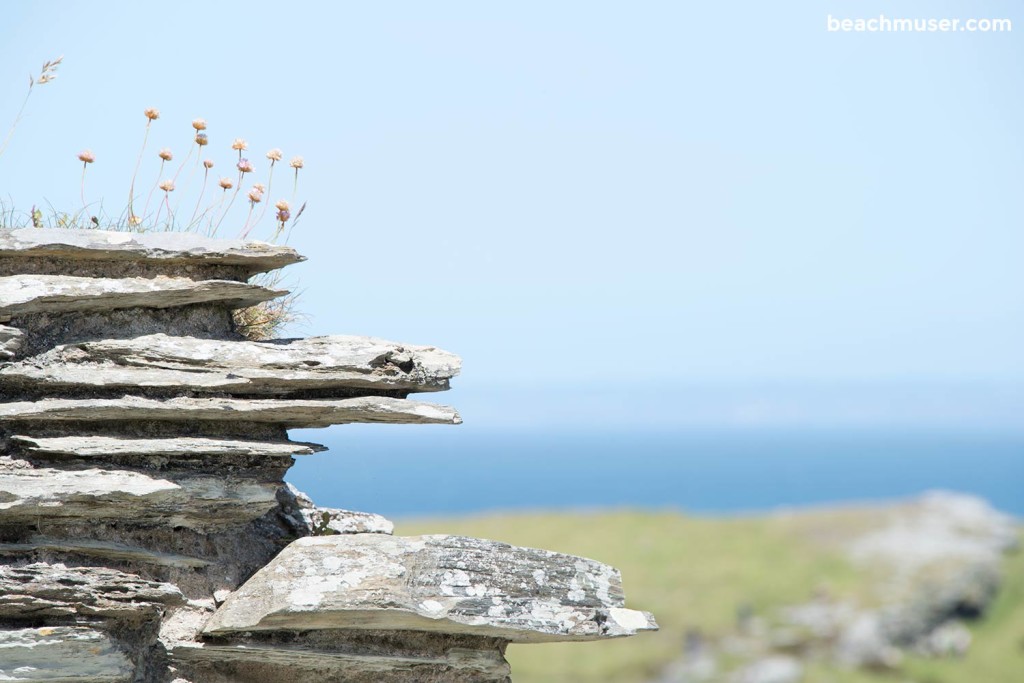 Sea Thrift Wall