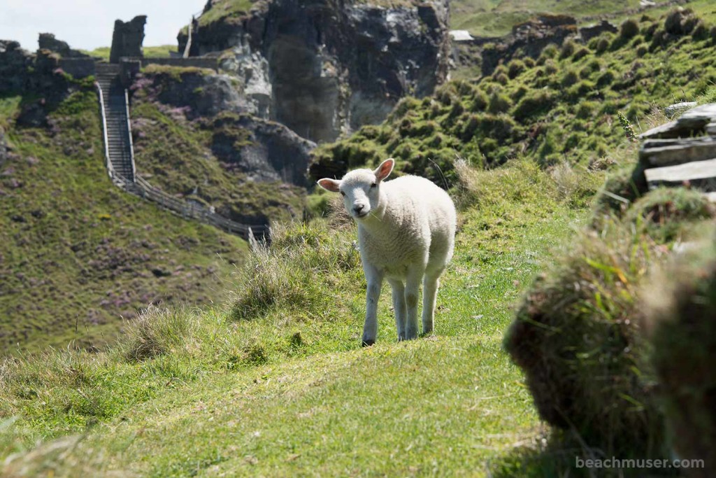 Sheep The Approach  What Have We Here