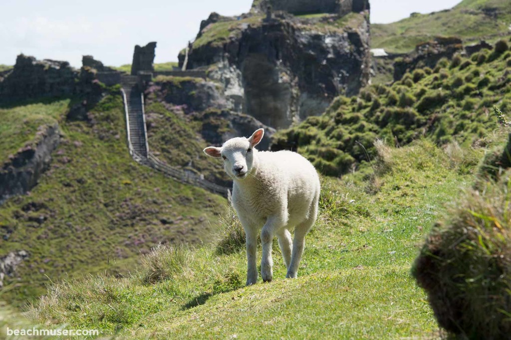 Sheep The Approach I'm going to investigate