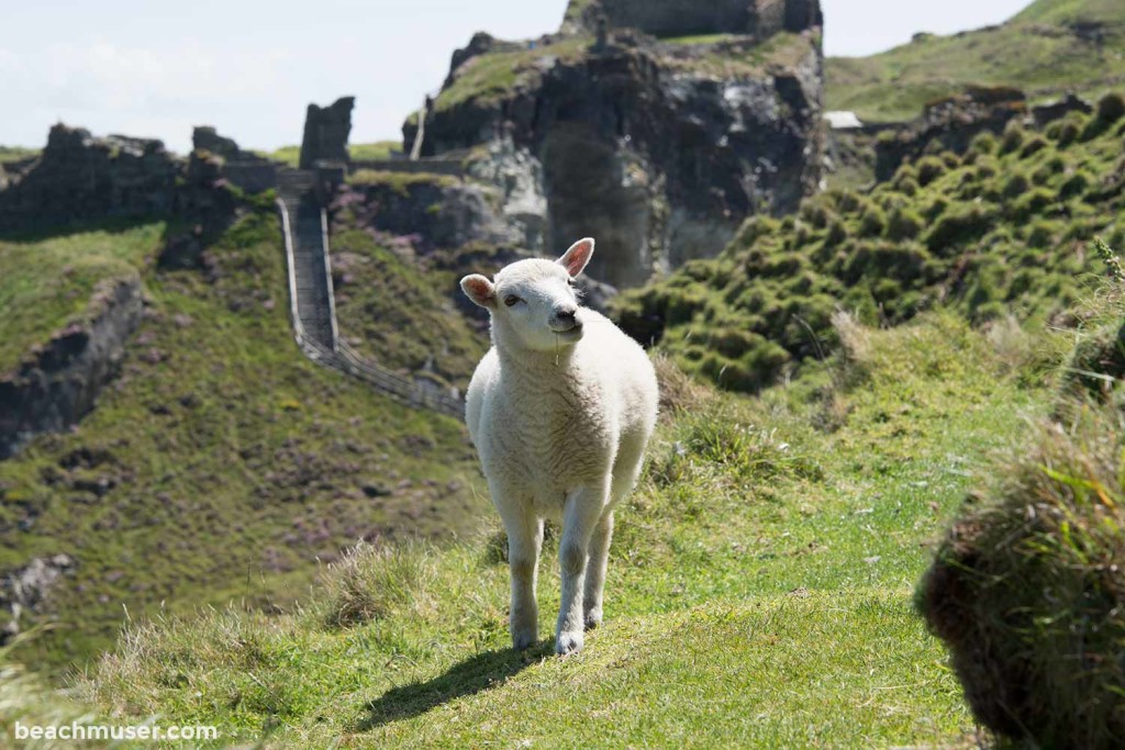 Sheep The Approach Curious