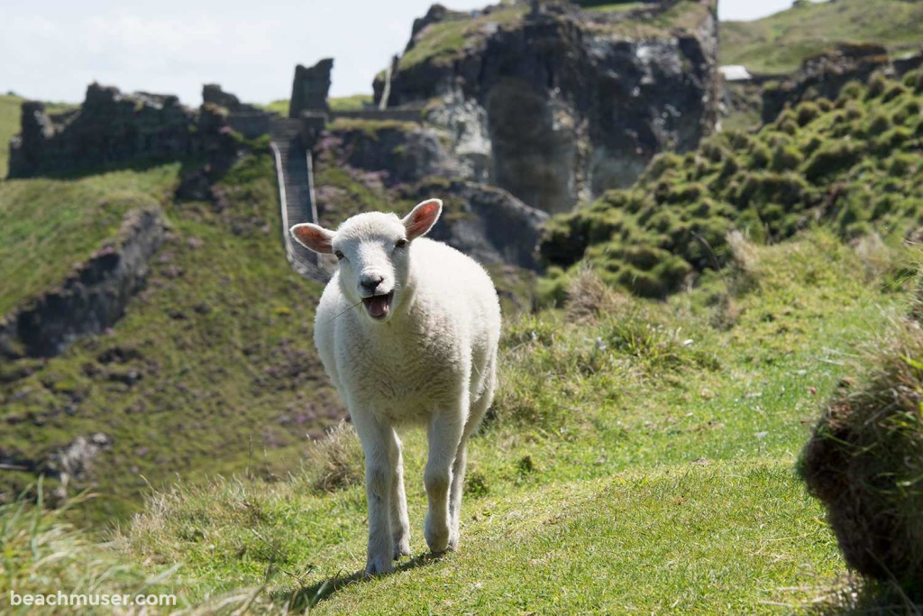 Sheep The Approach Hello There