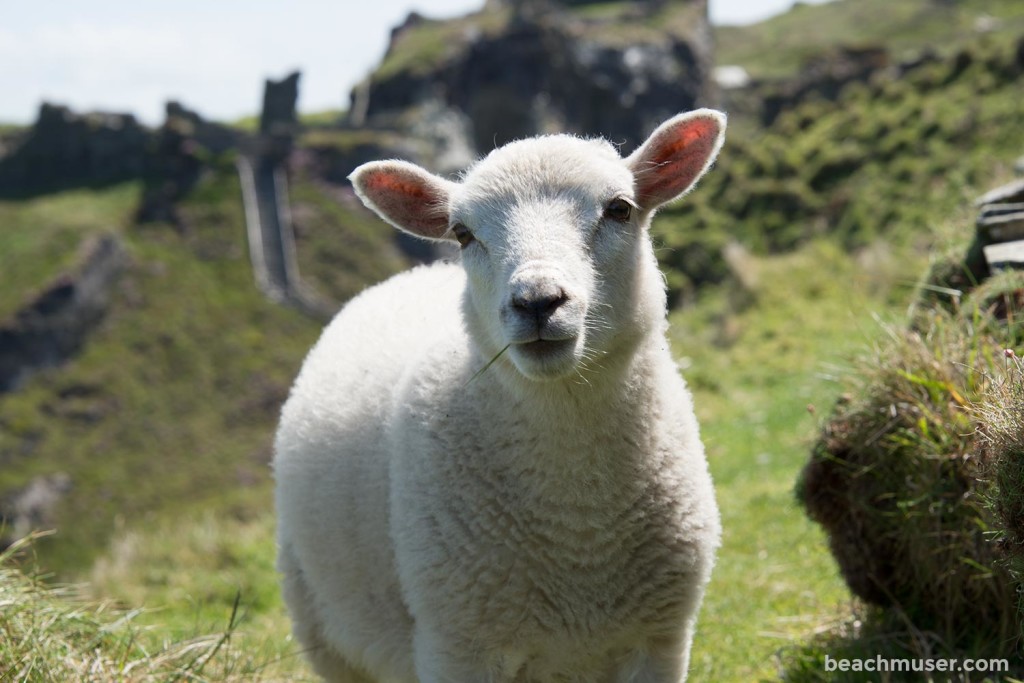 Sheep The Approach Now What