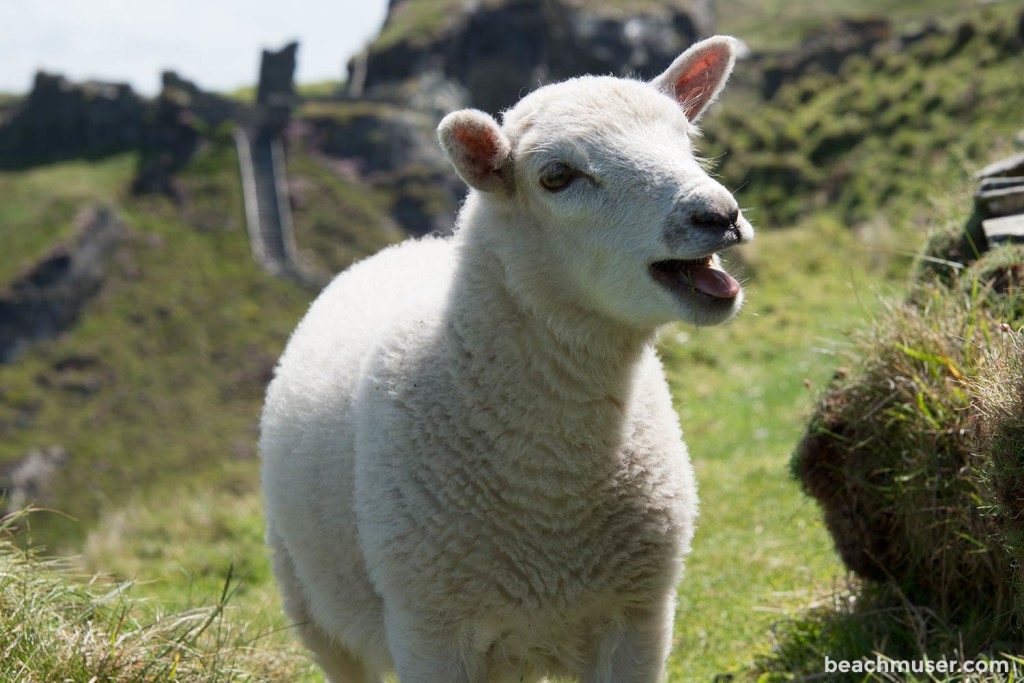 Sheep The Approach Nice To Meet You