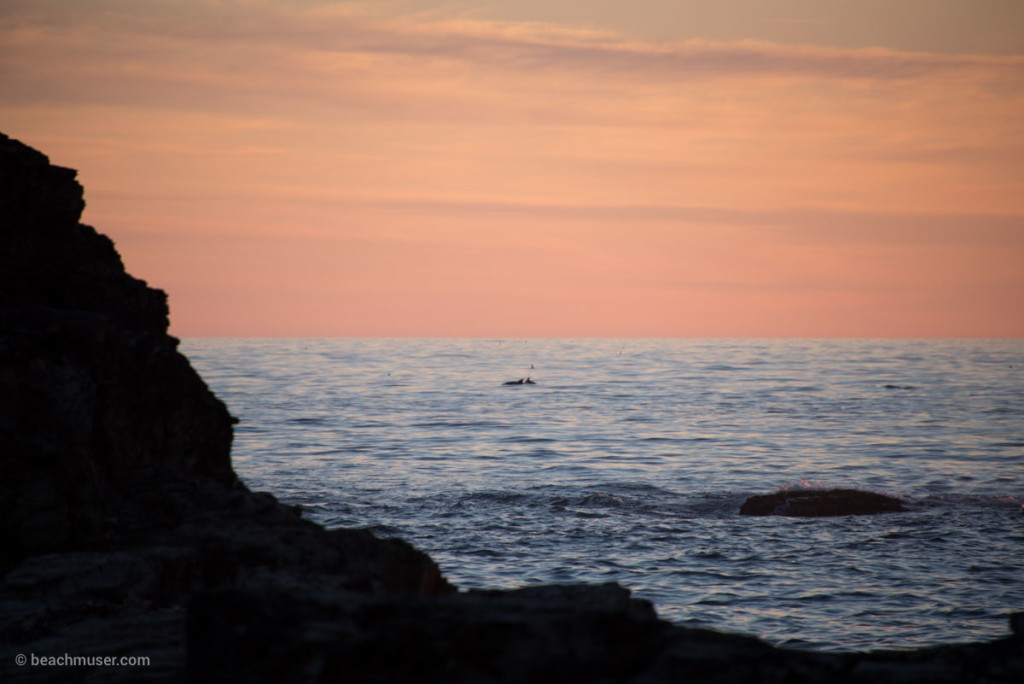 Dolphins Sunset